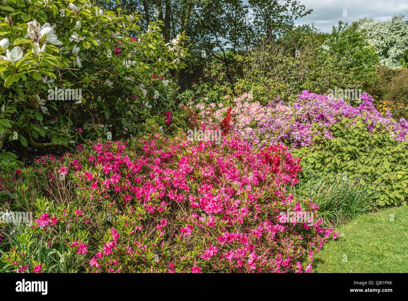 Colorati cespugli azalei nel giardino di Buckland Abbey, Yelverton, Devon, Inghilterra Foto Stock
