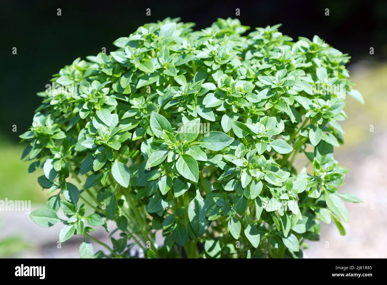 Basilico a foglia piccola Foto Stock