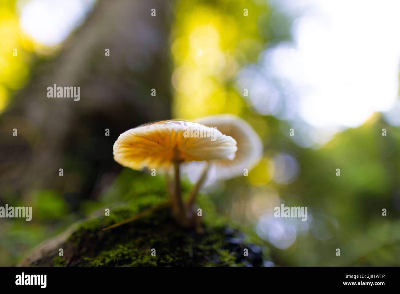 Fungo di porcellana (Oudemansiella mucida) Foto Stock