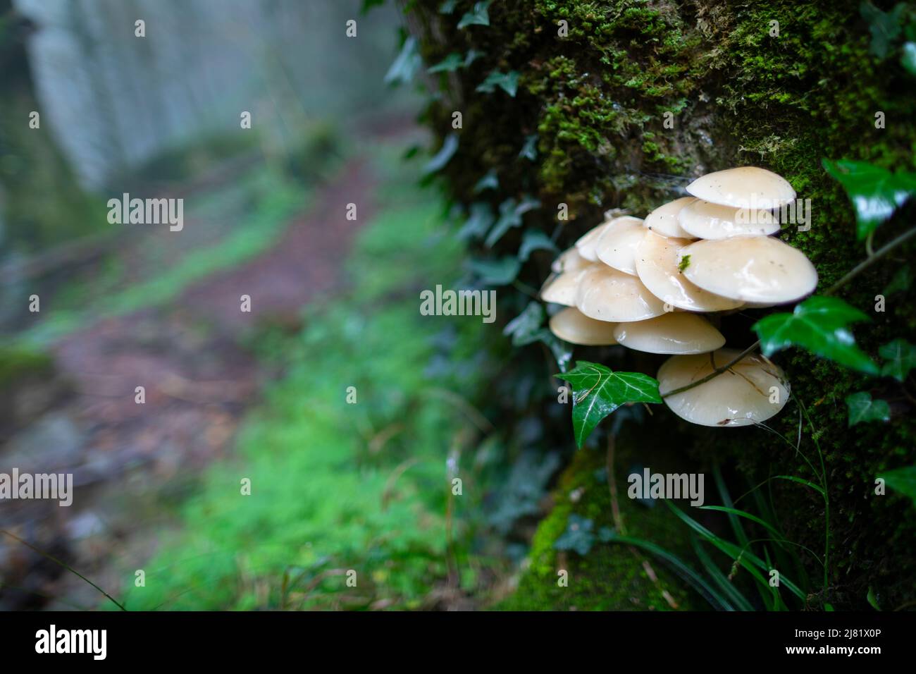 Fungo di porcellana (Oudemansiella mucida) Foto Stock