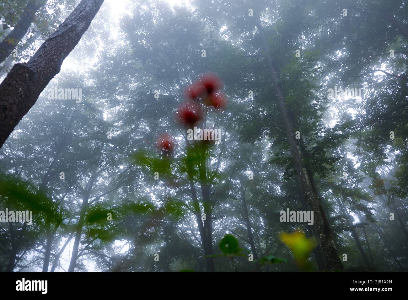 Foresta di Misty (nebbia) con bacche sfocate in primo piano Foto Stock