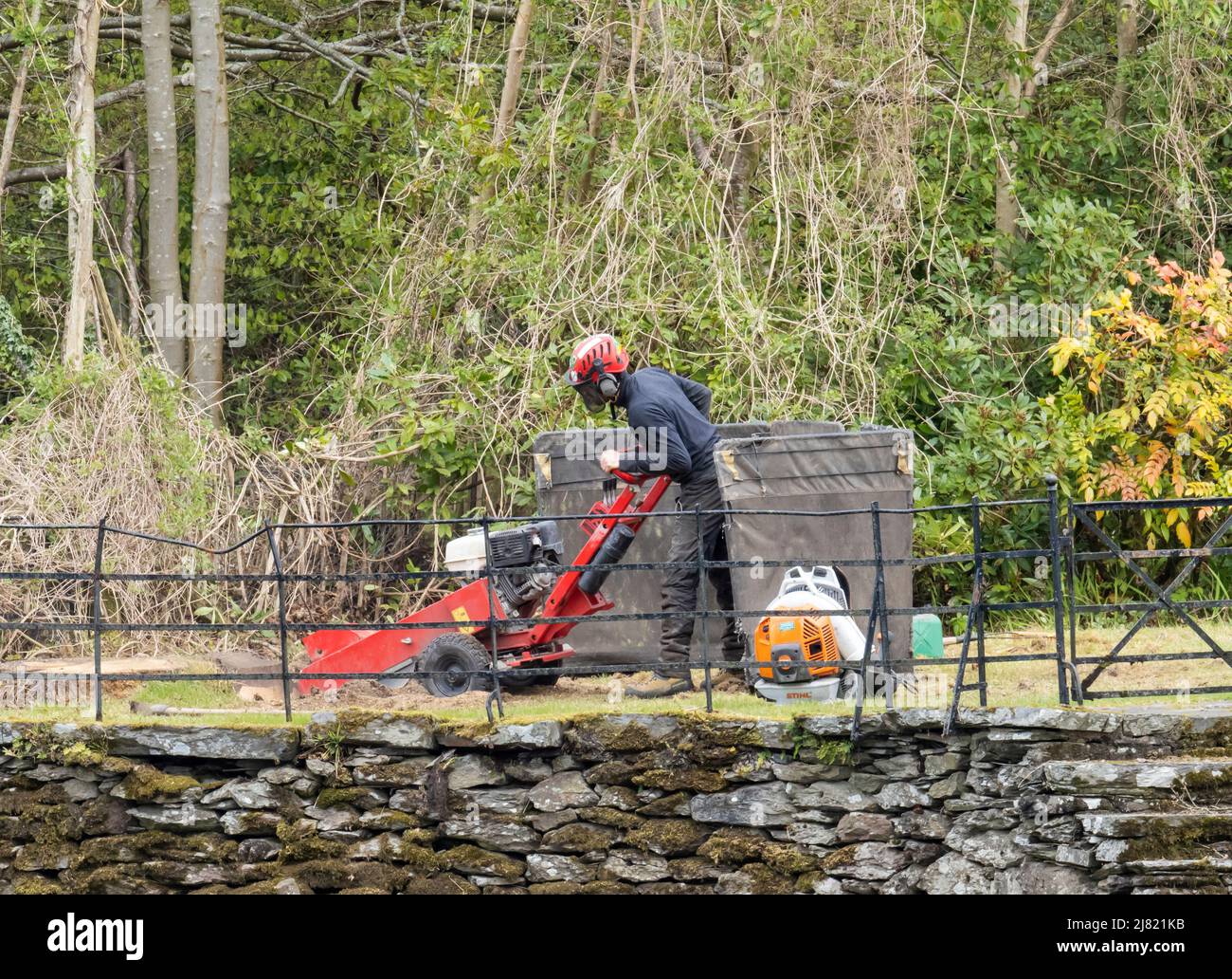 Un chirurgo dell'albero che usa un macinacaffè del ceppo in Ambleside, distretto del lago, Regno Unito. Foto Stock