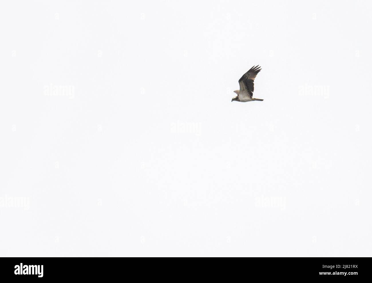 Un Osprey, Pandion haliaetus che vola sul lago Windermere, Lake District, Regno Unito. Foto Stock