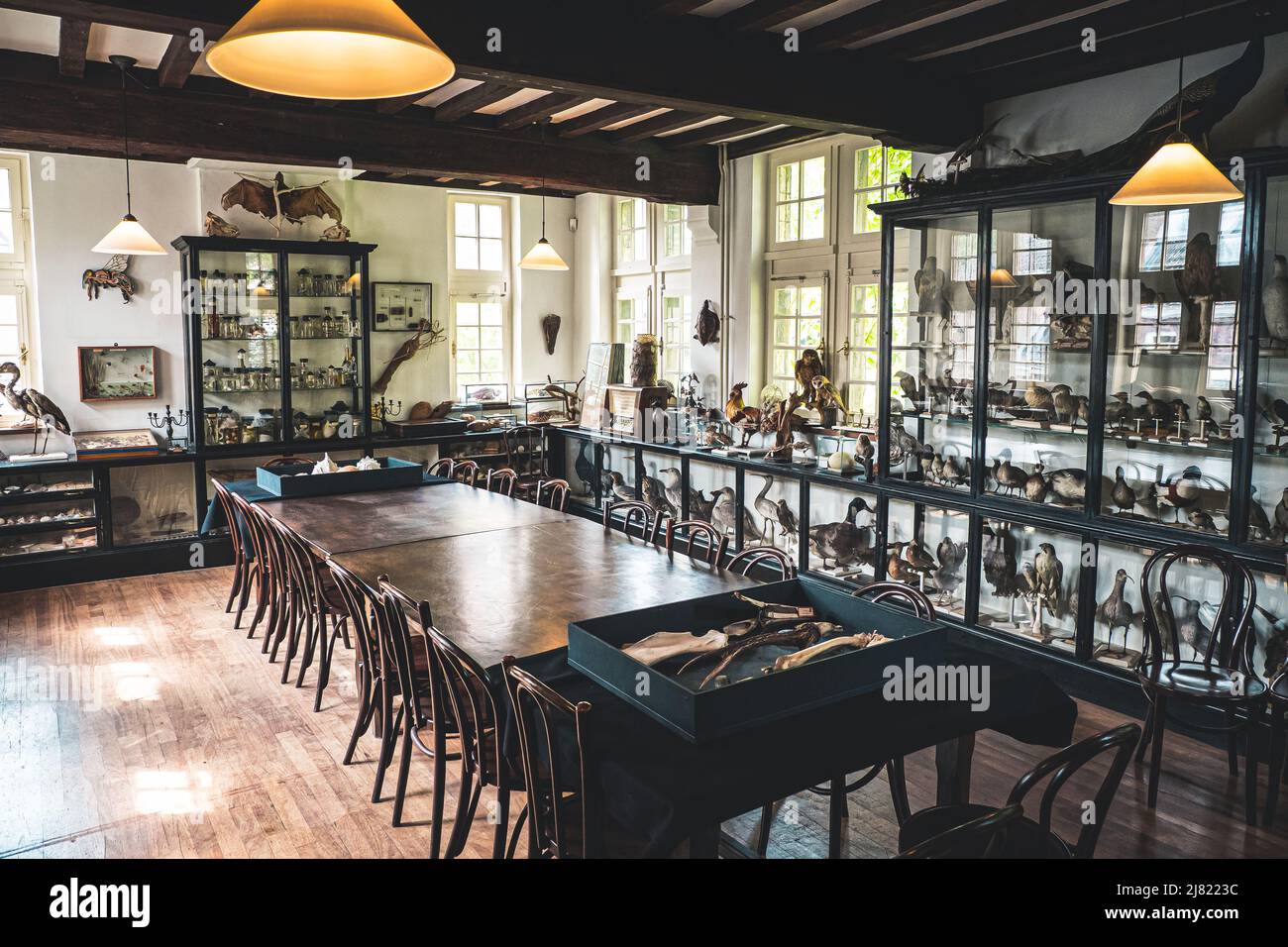 Vista interna di una sala storica piena di animali imbalsamati e mostre scientifiche al Museo di Storia Naturale di Maastricht nei Paesi Bassi Foto Stock