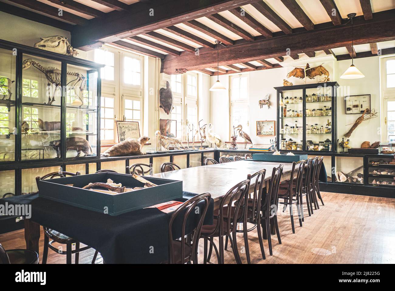 Vista interna di una sala storica piena di animali imbalsamati e mostre scientifiche al Museo di Storia Naturale di Maastricht nei Paesi Bassi Foto Stock