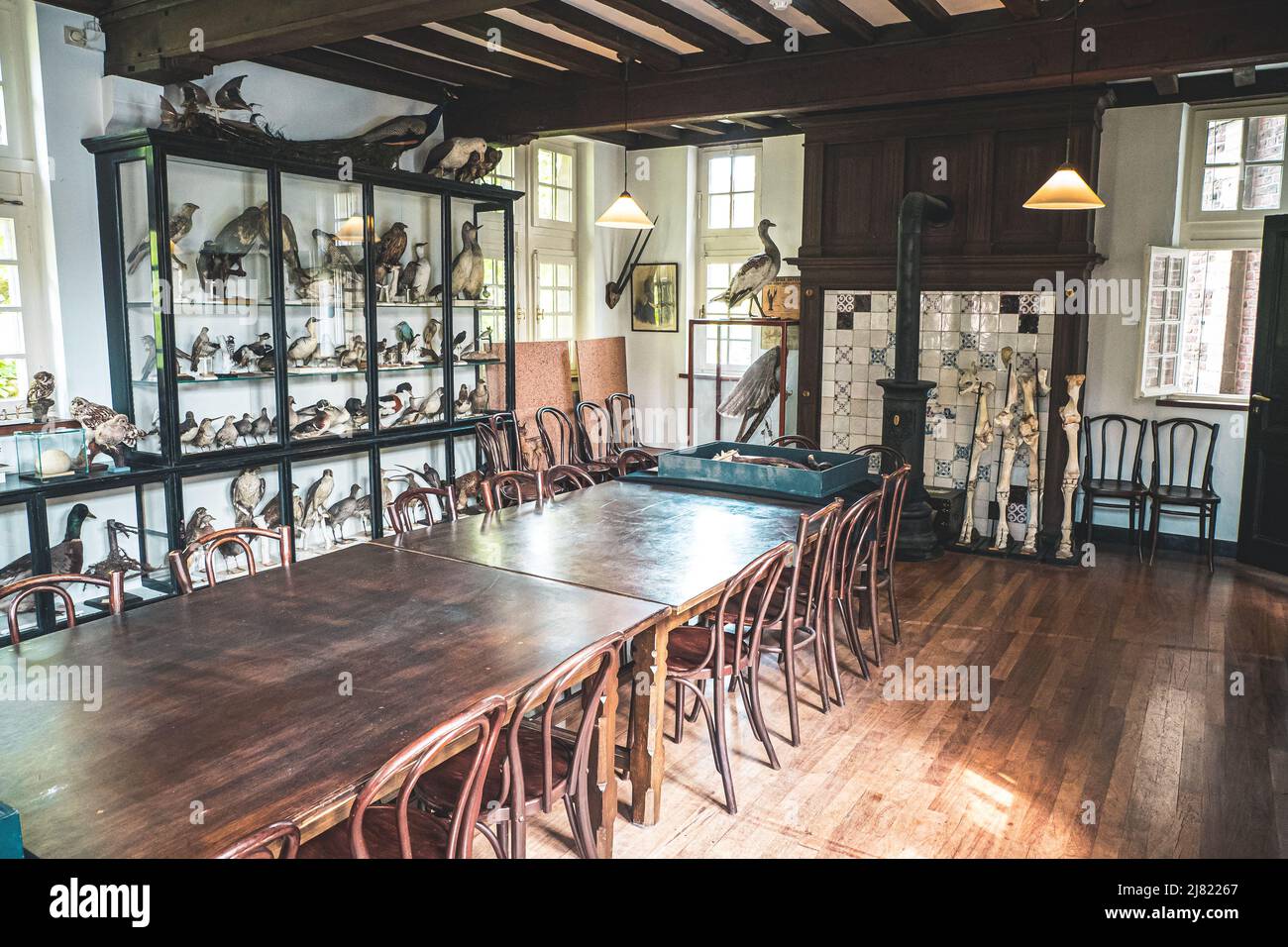 Vista interna di una sala storica piena di animali imbalsamati e mostre scientifiche al Museo di Storia Naturale di Maastricht nei Paesi Bassi Foto Stock
