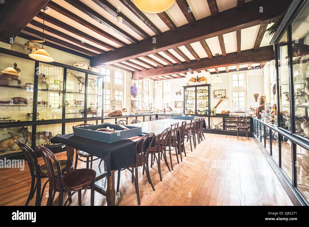 Vista interna di una sala storica piena di animali imbalsamati e mostre scientifiche al Museo di Storia Naturale di Maastricht nei Paesi Bassi Foto Stock