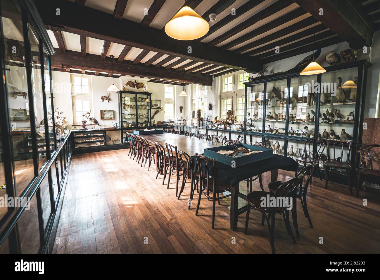Vista interna di una sala storica piena di animali imbalsamati e mostre scientifiche al Museo di Storia Naturale di Maastricht nei Paesi Bassi Foto Stock