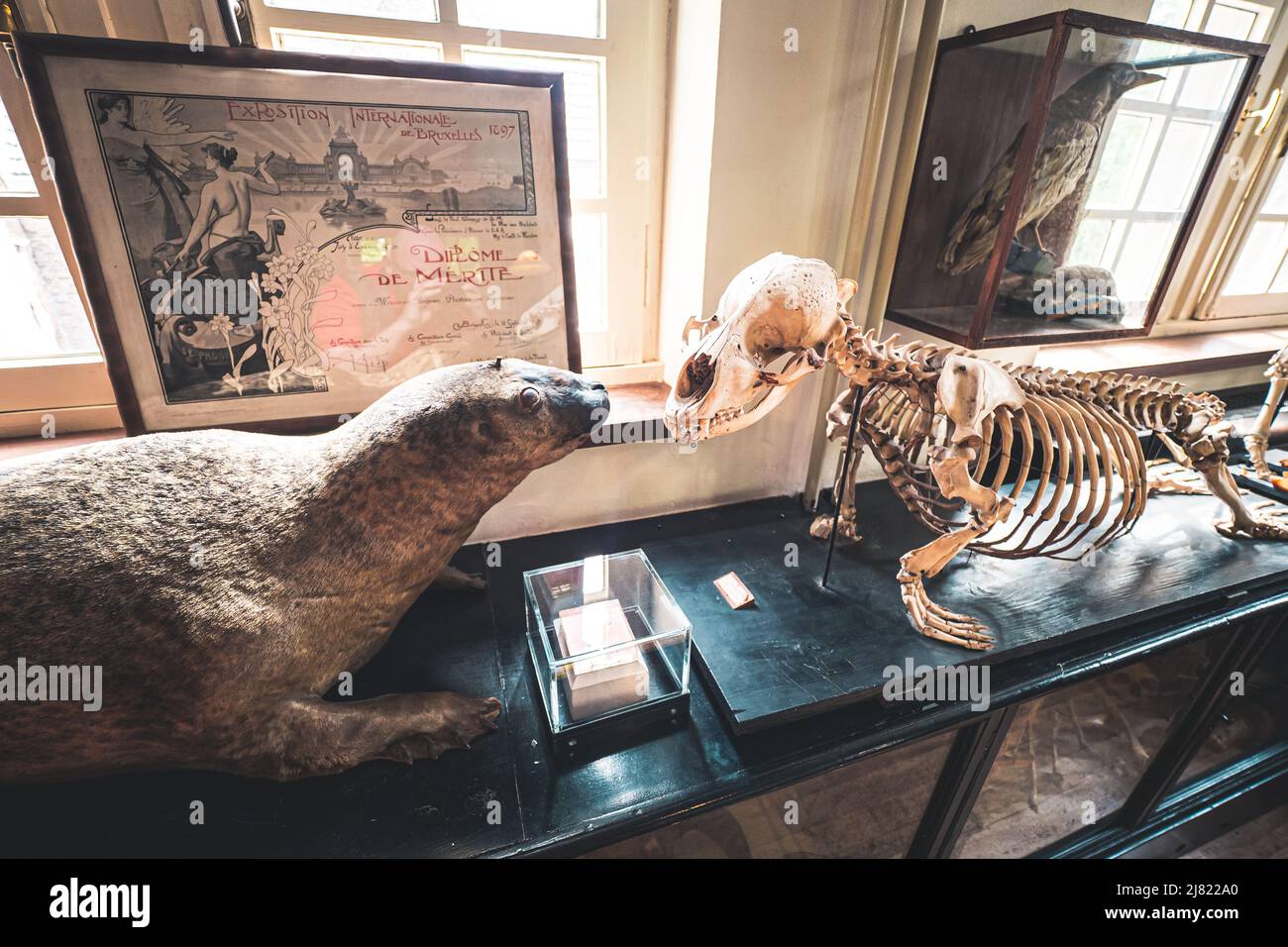 Vista di un sigillo imbottito di fronte allo scheletro di un sigillo in un impianto storico presso il Museo di Storia Naturale di Maastricht, nei Paesi Bassi Foto Stock