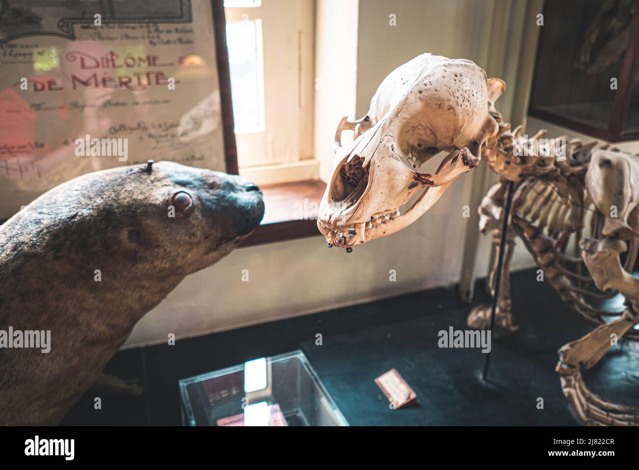 Vista di un sigillo imbottito di fronte allo scheletro di un sigillo in un impianto storico presso il Museo di Storia Naturale di Maastricht, nei Paesi Bassi Foto Stock