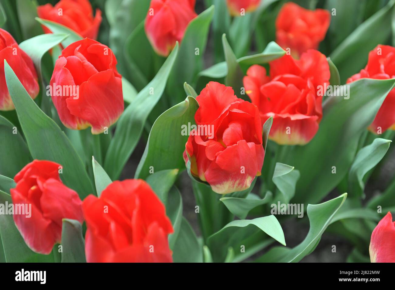 Tulipani Triumph rossi e gialli (Tulipa) Match fiorire in un giardino nel mese di aprile Foto Stock