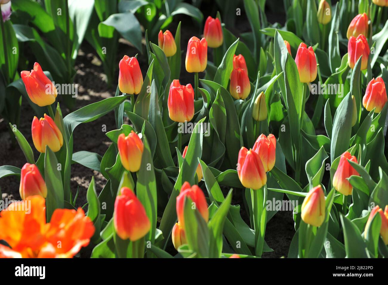 Tulipani Triumph rossi e gialli (Tulipa) Match fiorire in un giardino nel mese di aprile Foto Stock