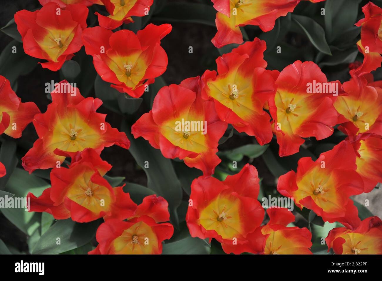 Tulipani Triumph rossi e gialli (Tulipa) Match fiorire in un giardino nel mese di aprile Foto Stock