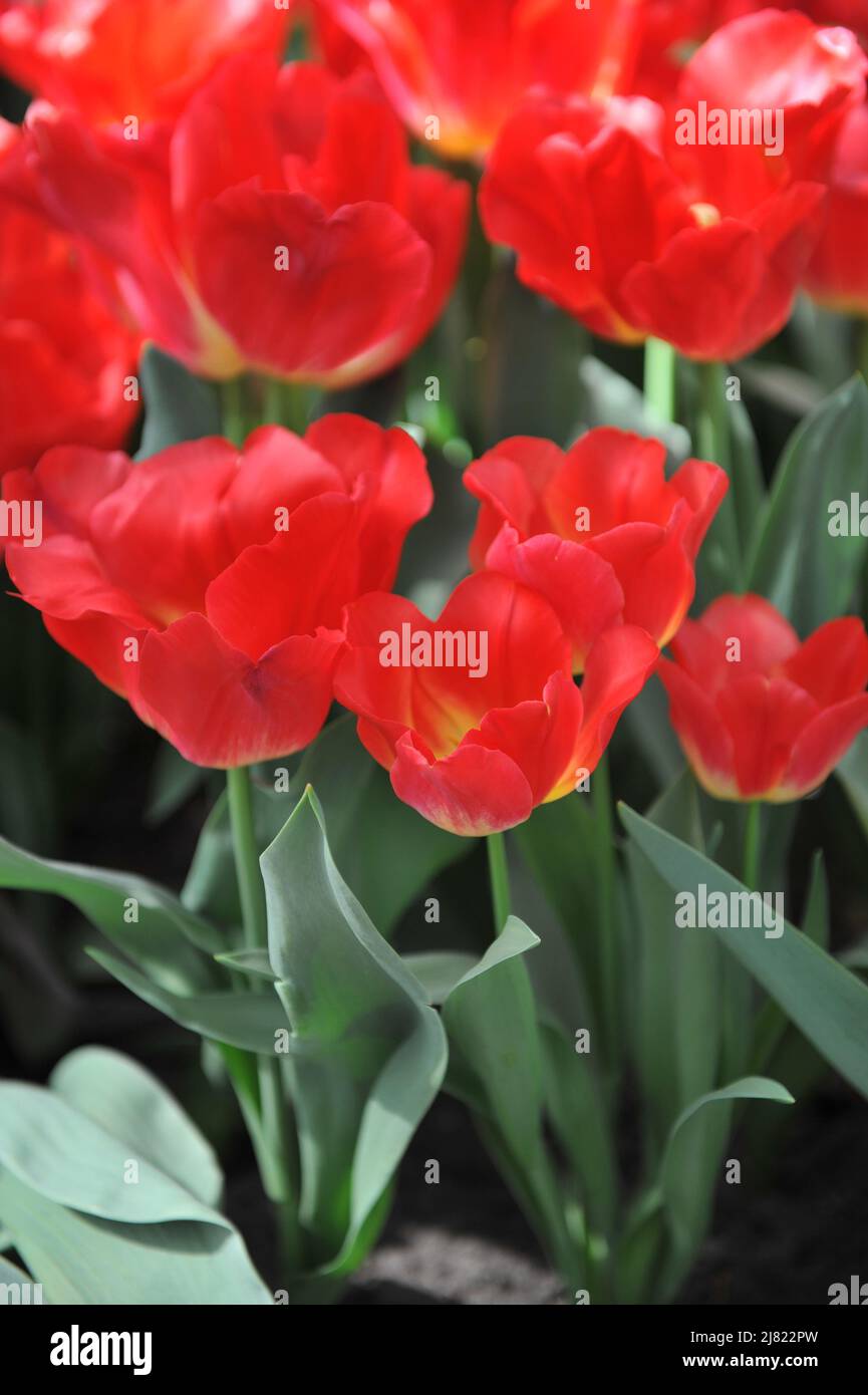 Tulipani Triumph rossi e gialli (Tulipa) Match fiorire in un giardino nel mese di aprile Foto Stock