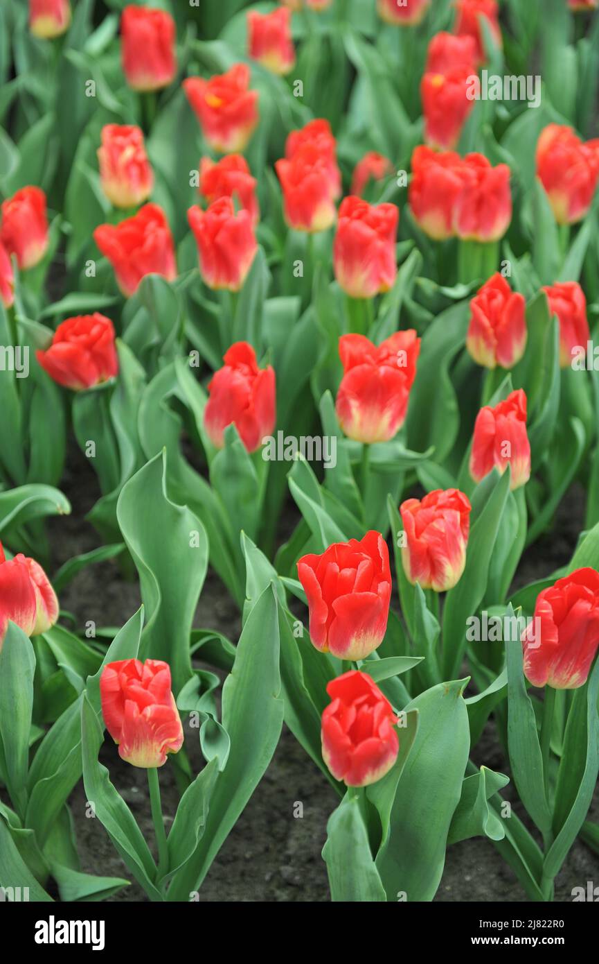 Tulipani Triumph rossi e gialli (Tulipa) Match fiorire in un giardino nel mese di aprile Foto Stock