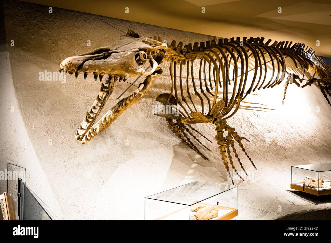 Vista di un fossato montato fossasaurus fossile con ganasce aperte e denti grandi al Museo di Storia Naturale di Maastricht, Paesi Bassi Foto Stock
