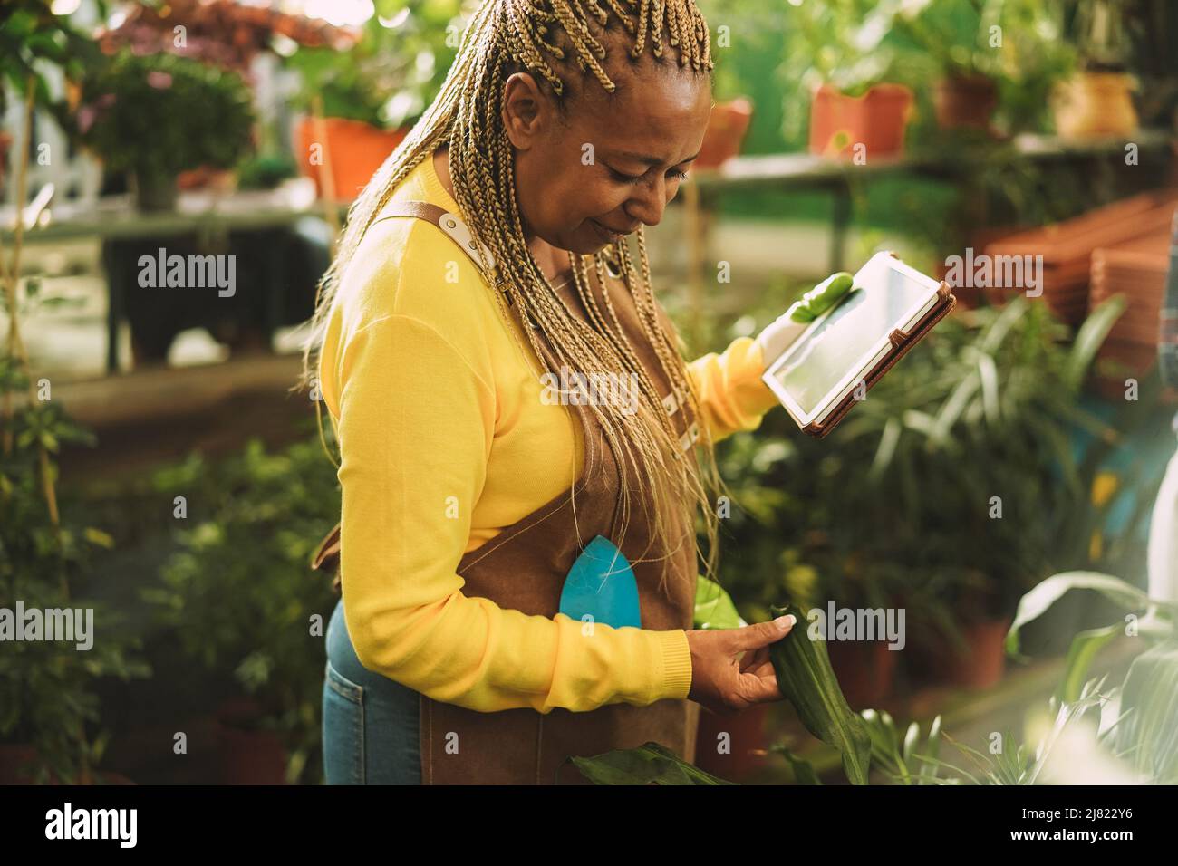 Donna africana che lavora all'interno del giardino serra - concetto di vivaio e primavera - Focus sul viso Foto Stock