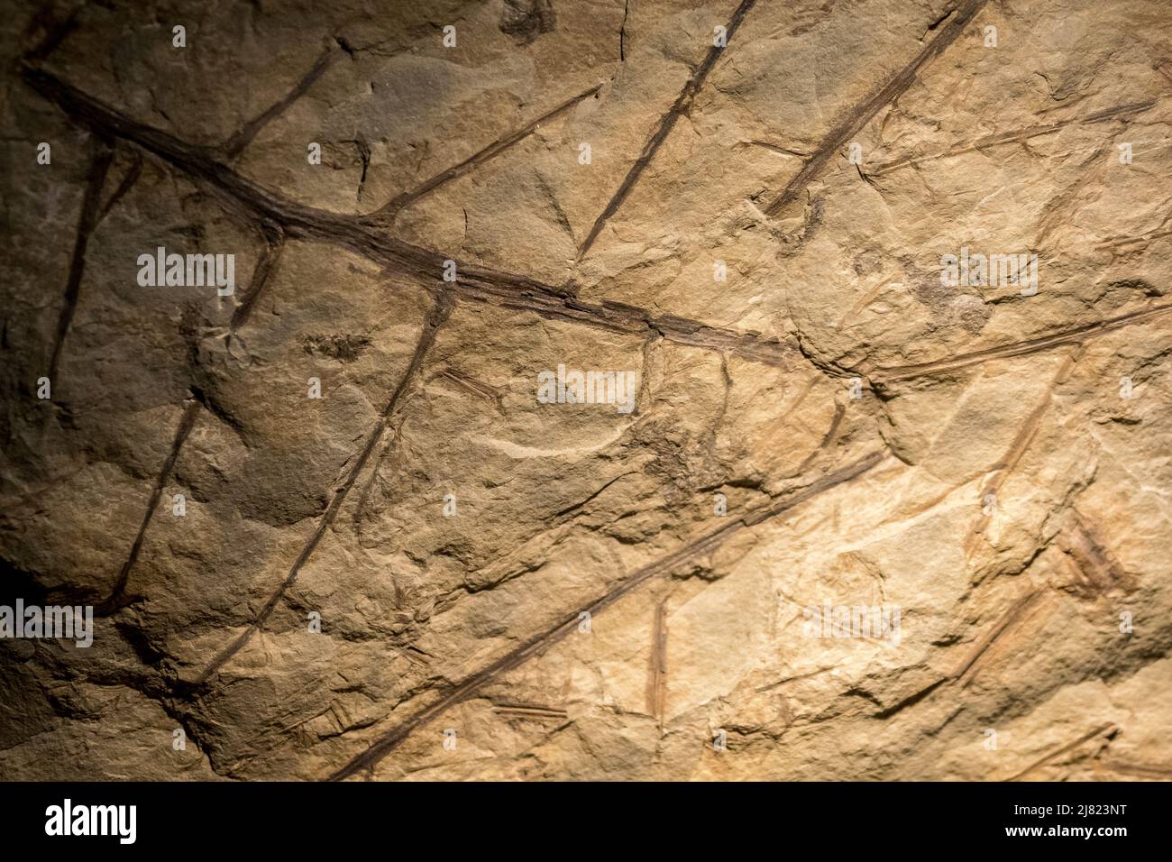 Vista ravvicinata dei fossili di rami preistorici e di altre parti di piante Foto Stock