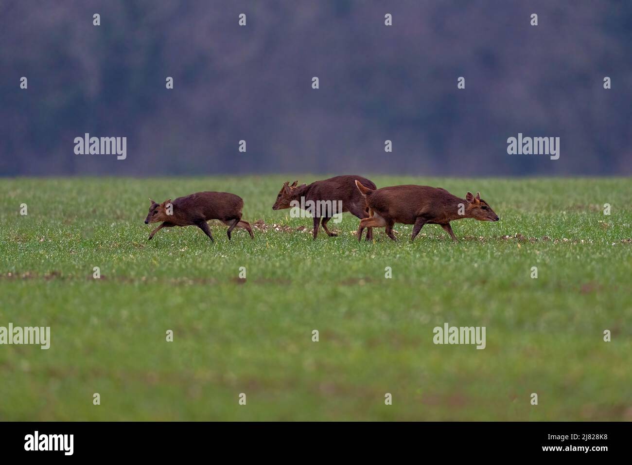 Una famiglia di muntjac di Reeves, noto anche come cervo abbaiato e cervo di Mastreani-Muntiacus reeversi. Norfolk, Regno Unito. Foto Stock