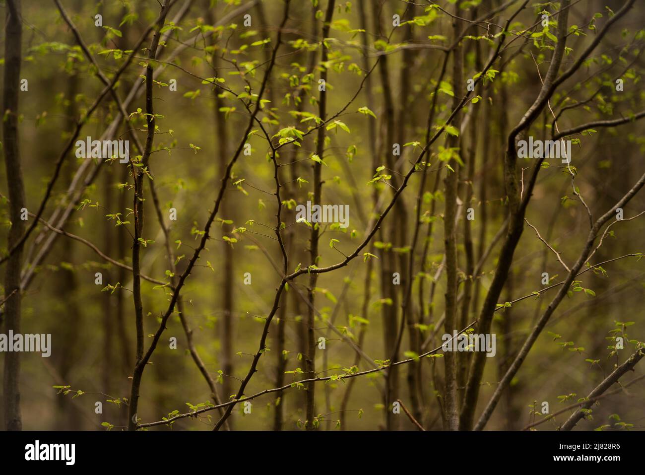 La luce solare primaverile filtra attraverso la nuova crescita dei rami in una foresta in Baviera, Germania. Foto Stock