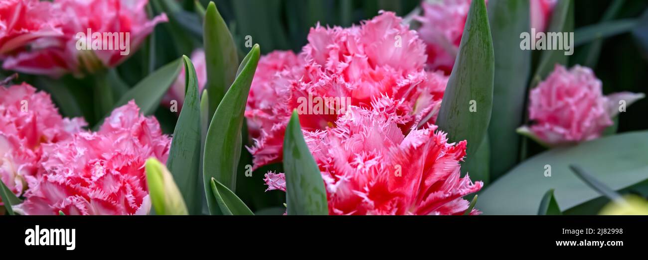 Tulipani rosa terrosi in fiore nel giardino primaverile. Spazio di copia. Bella estate sfondo floreale. Foto Stock