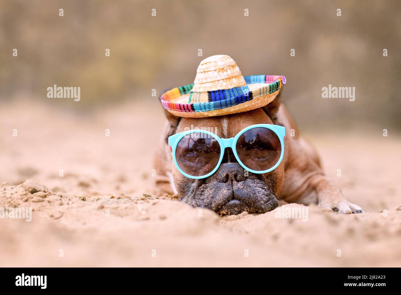 Cane Bulldog francese che indossa occhiali da sole e cappello di paglia alla spiaggia di sabbia Foto Stock