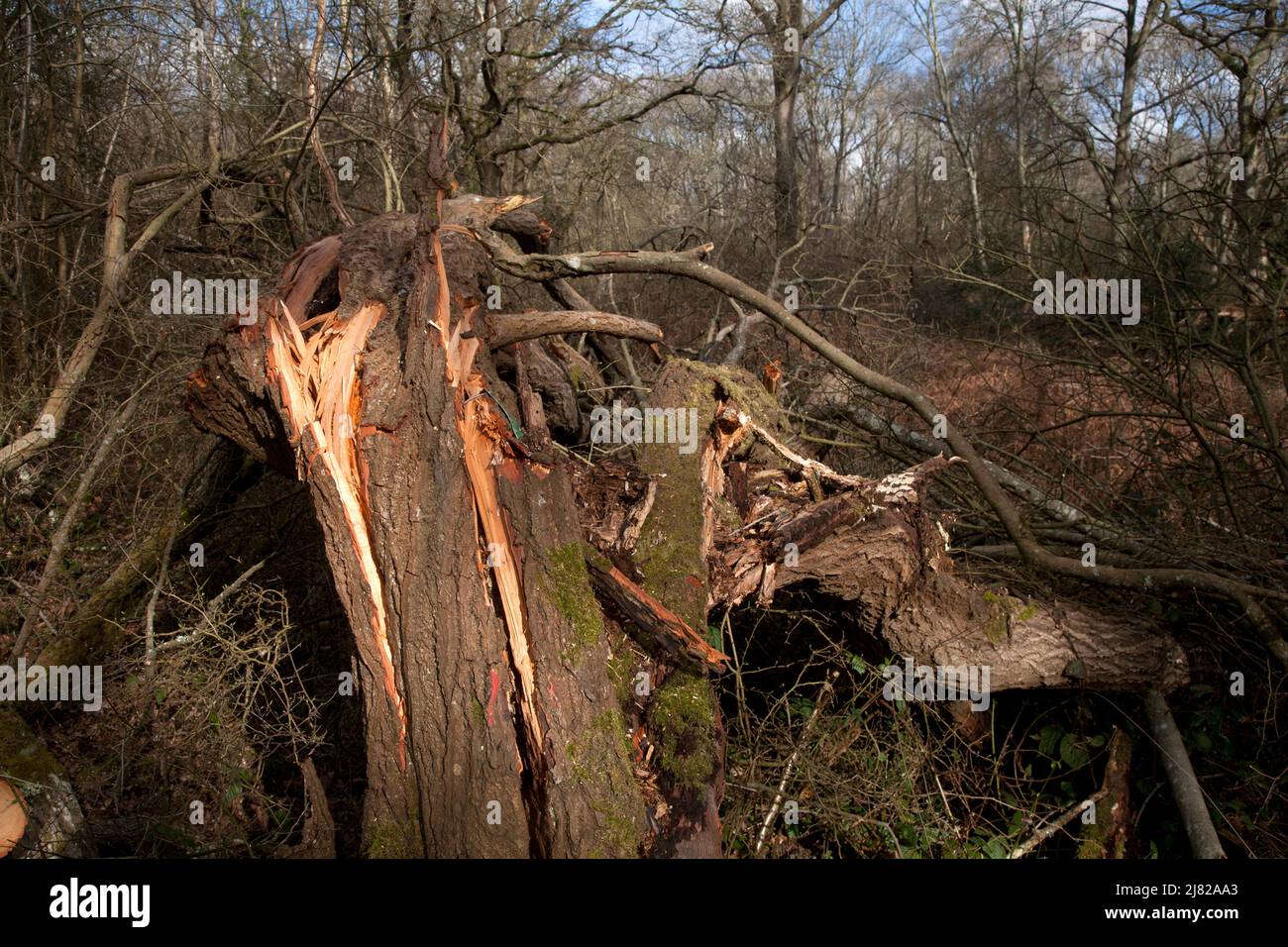 albero caduto e distrutto in tempesta da venti di forza di balla epsom comune nord downs surrey inghilterra Foto Stock