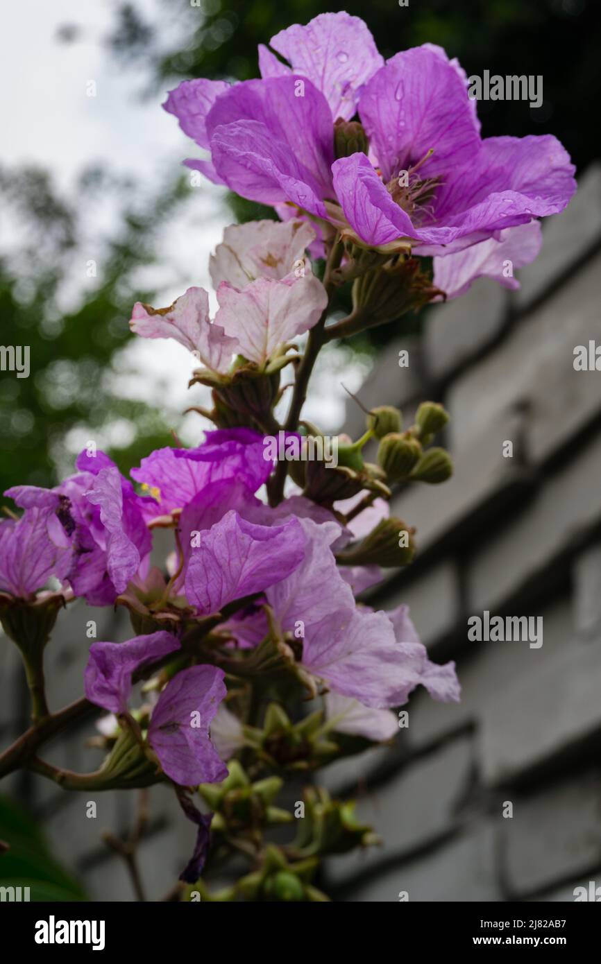 Orgoglio dei fiori viola dell'India, semi, germogli e gambo. Lagerstroemia speciosa è una specie di Lagerstroemia originaria dell'Asia meridionale tropicale. Foto Stock
