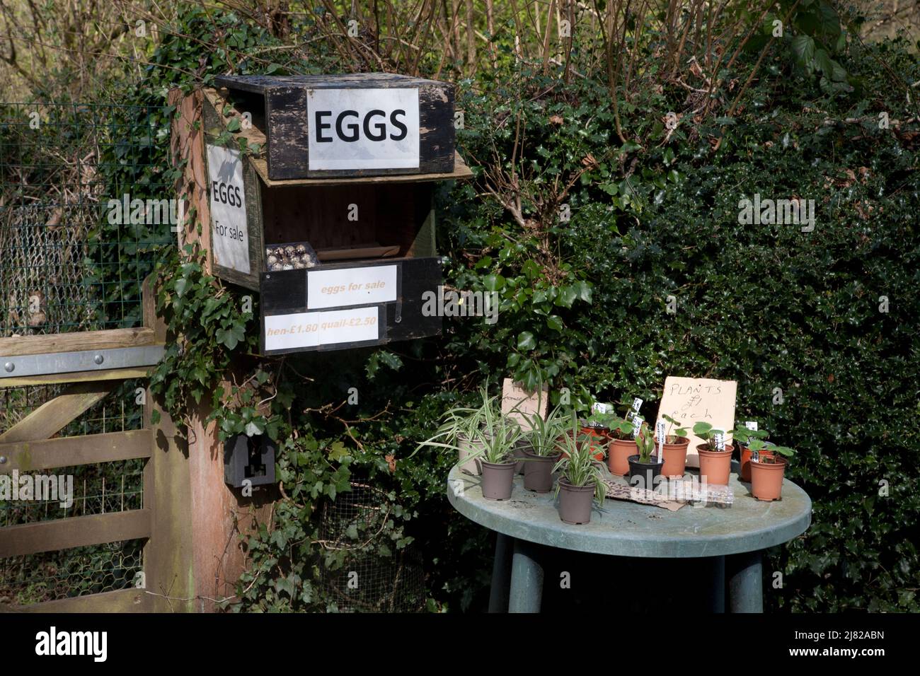 uova e piante esterne ed interne per la vendita fuori di una casa venerdì strada nord downs surrey inghilterra Foto Stock