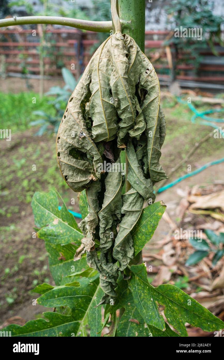 Una foglia di papaya asciugata su per cadere da un albero. Una foglia di papaya morto infetta in un giardino indiano. Foto Stock