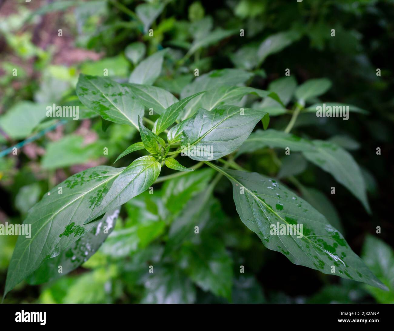 Un colpo superiore di una piantagione verde di piante di peperoncino in un giardino biologico dell'India. Foglie, gambo e germogli. Foto Stock