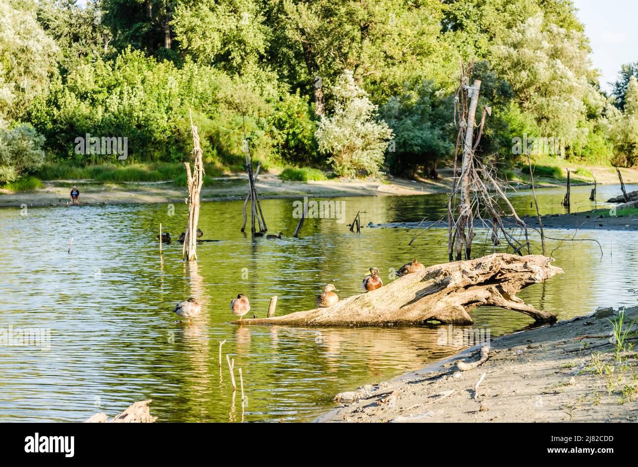 Anatre selvatiche di uccelli acquatici vicino al loro habitat, ambiente naturale per la vita di uccelli selvatici, vere anatre vive in natura. Foto Stock