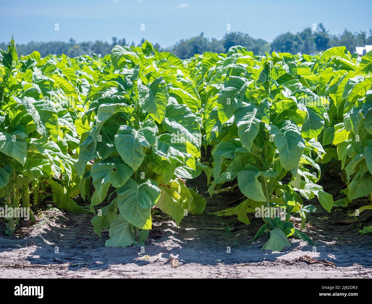 Campo di piante di tabacco (Nicotiana tabacum), coltivando su Una fattoria a Delhi Ontario Canada la cintura di tabacco della contea di Norfolk Ontario Canada Foto Stock