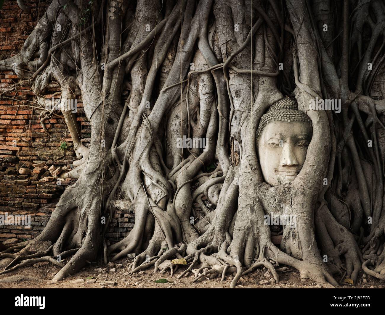La testa del Buddha nelle radici dell'albero di banyan al tempiale di Wat Mahathat nel parco storico di Ayutthaya, Tailandia. Foto Stock