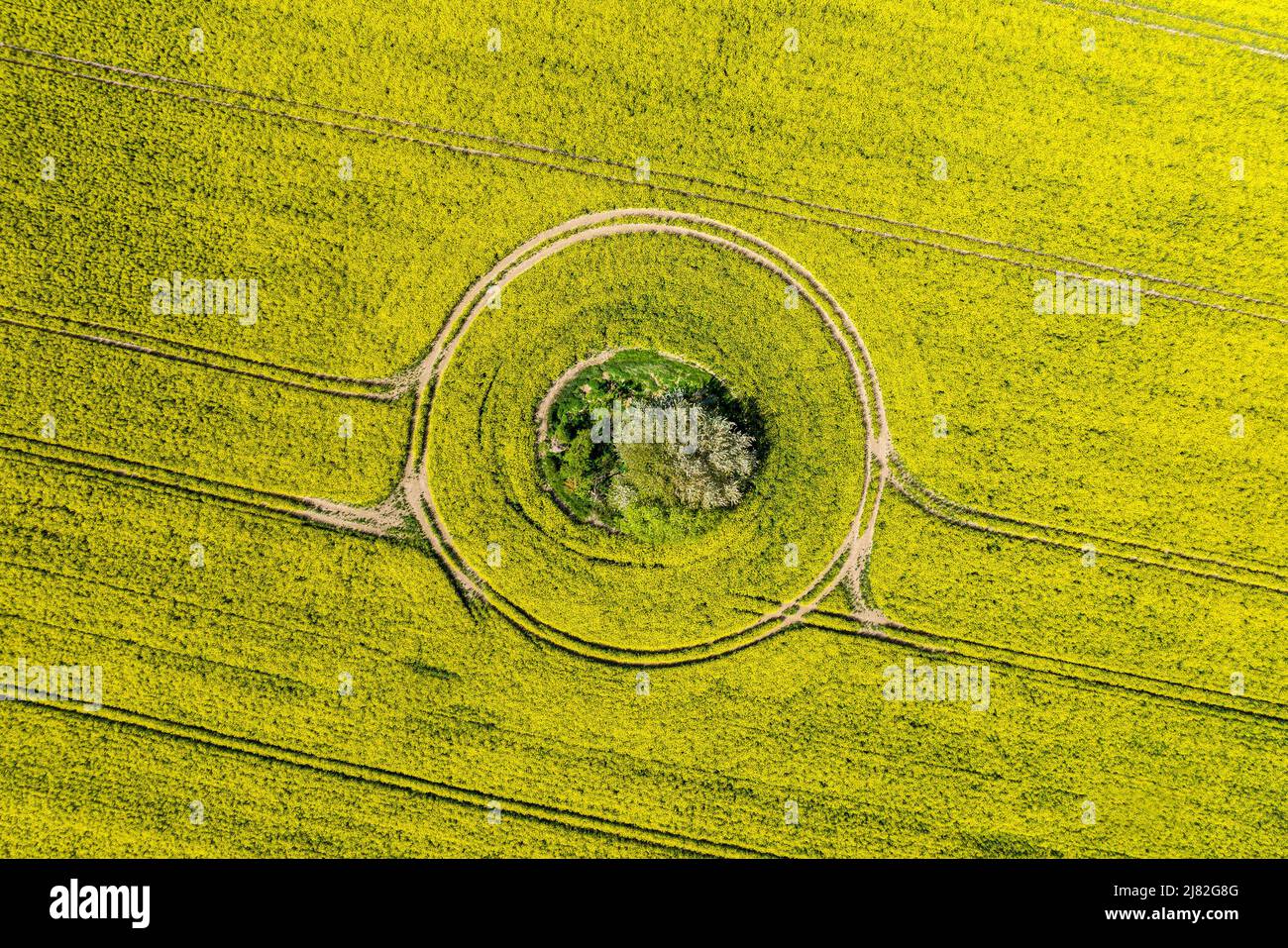 Vista aerea di un campo di colza con l'isola di erba come sfondo Foto Stock