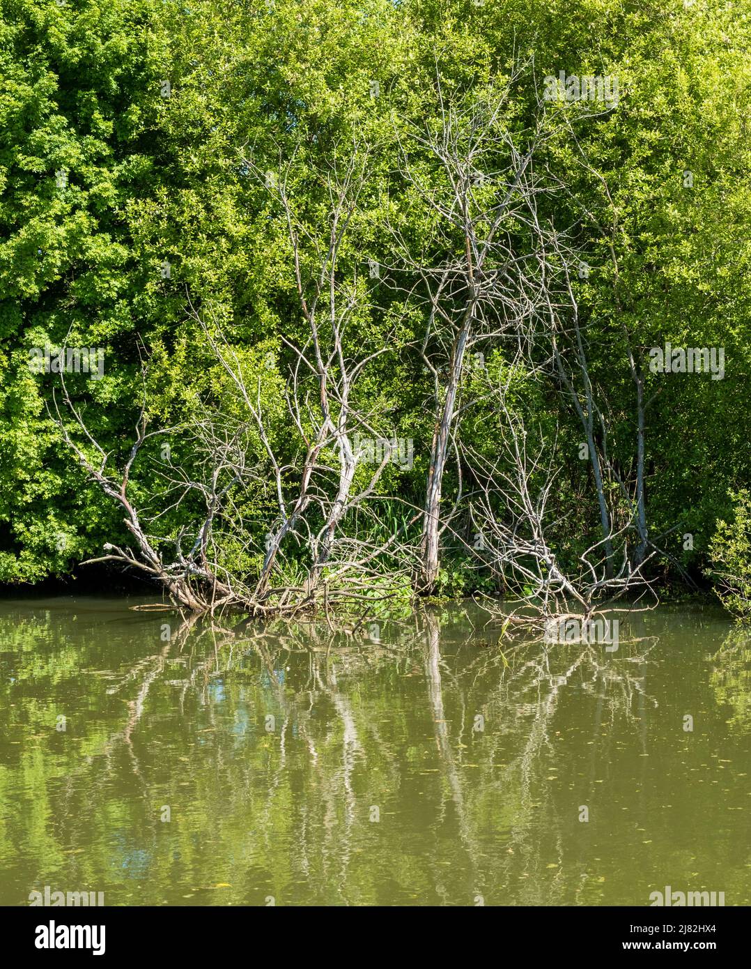 Albero morto in fiume con riflessi sullo sfondo di altri alberi Foto Stock