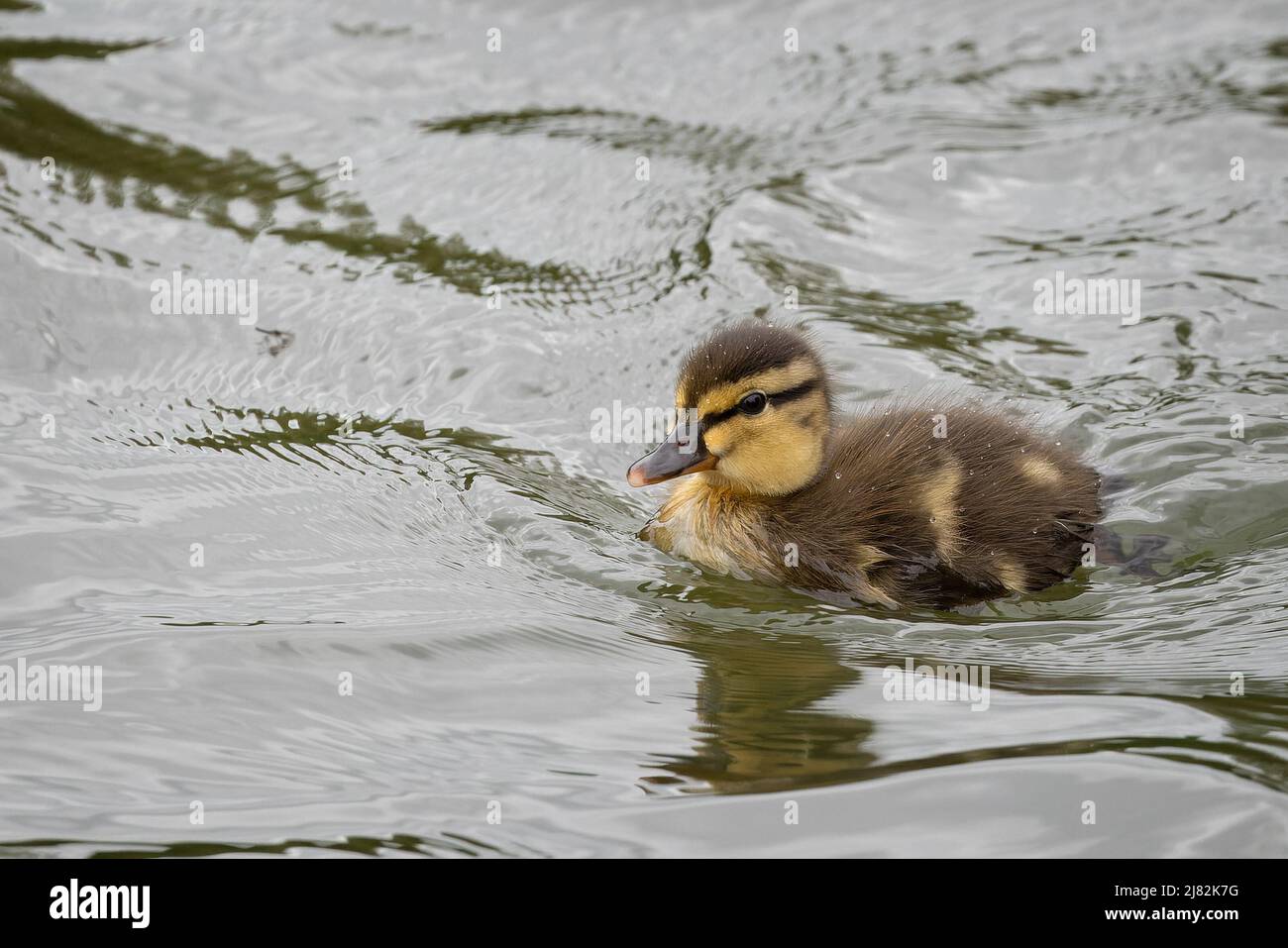 Primo piano di un nuovo nato bambino Mallard duckling nuoto sul lago Foto Stock