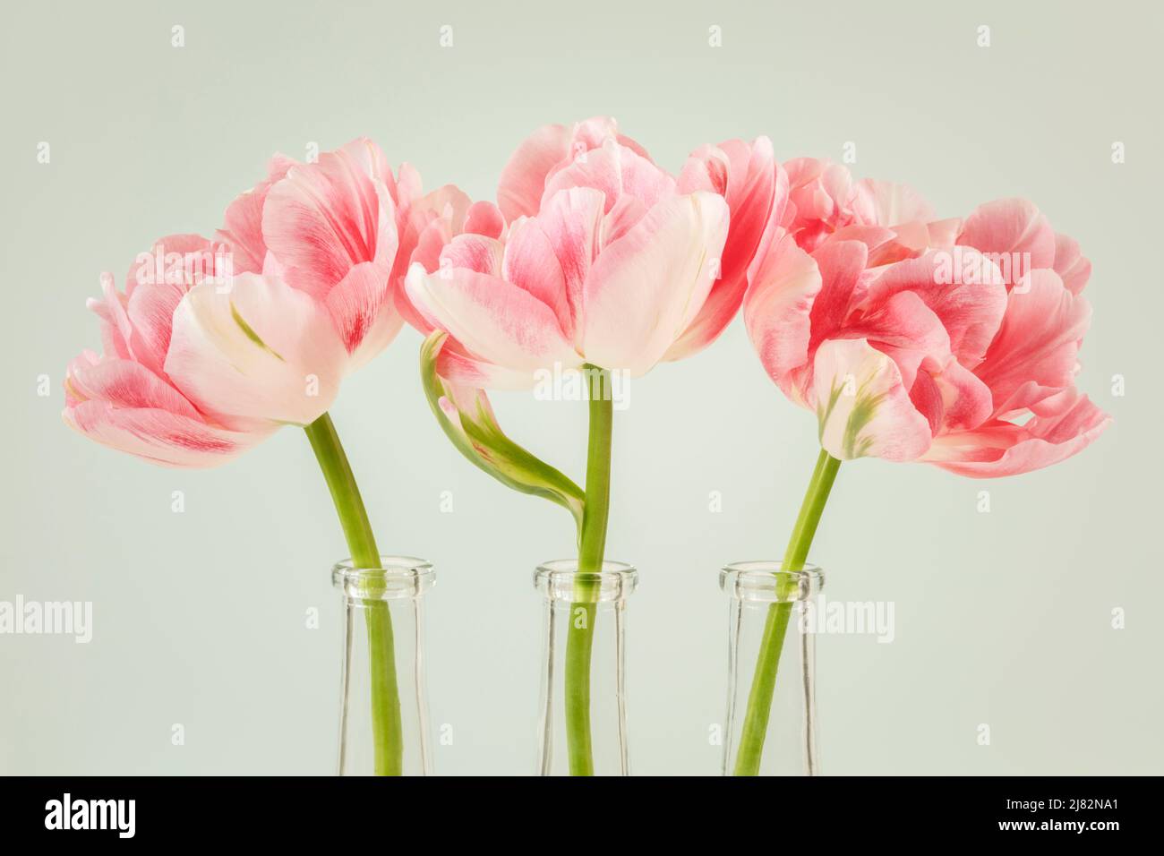Tre tulipani bianchi e rosa in vasi di vetro di fila Foto Stock