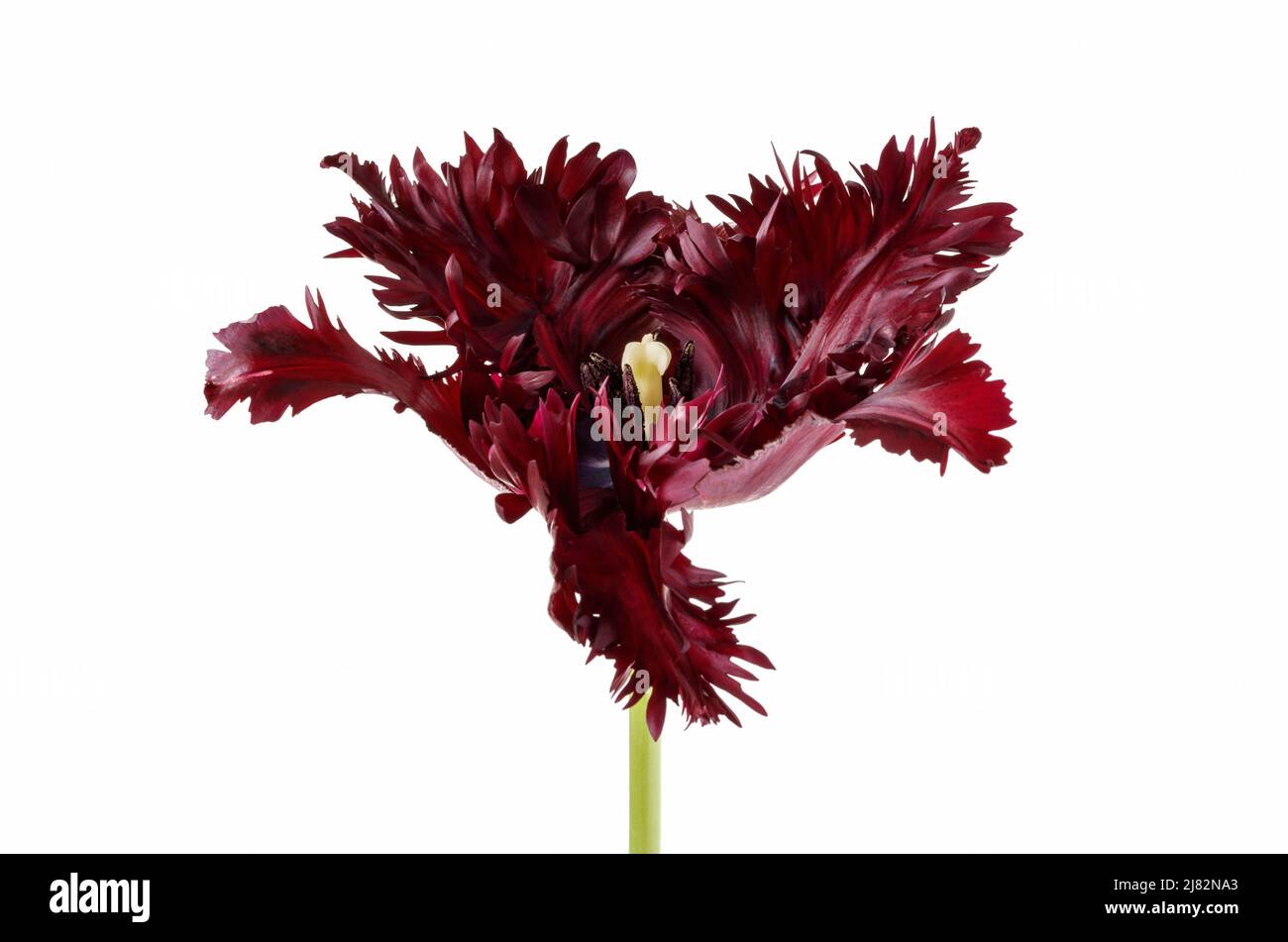 Singolo tulipano di pappagallo da vicino Foto Stock