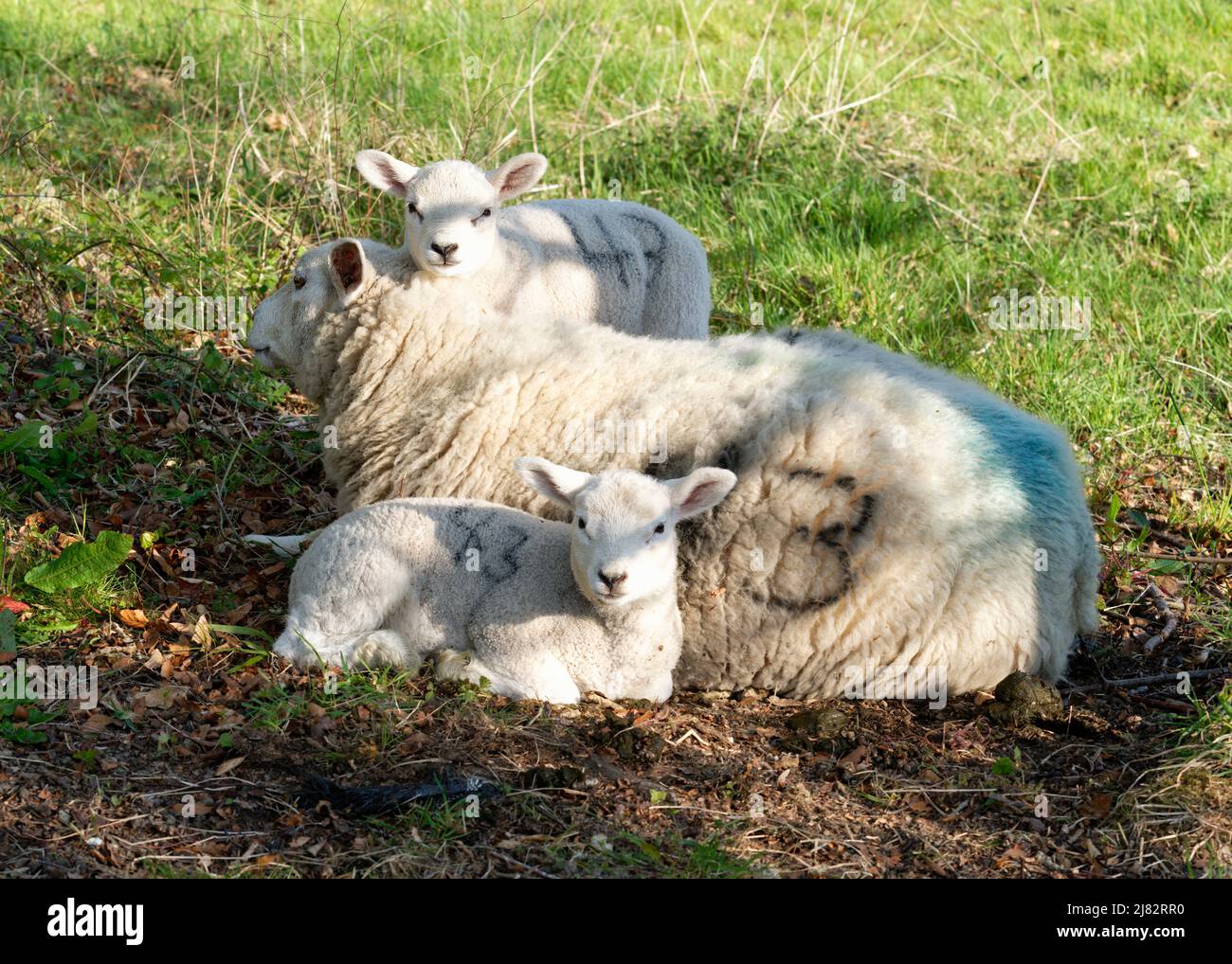 Pecore e due agnelli primaverili, in un campo in Sussex. Scena pastorale rilassata al mattino presto. Foto Stock