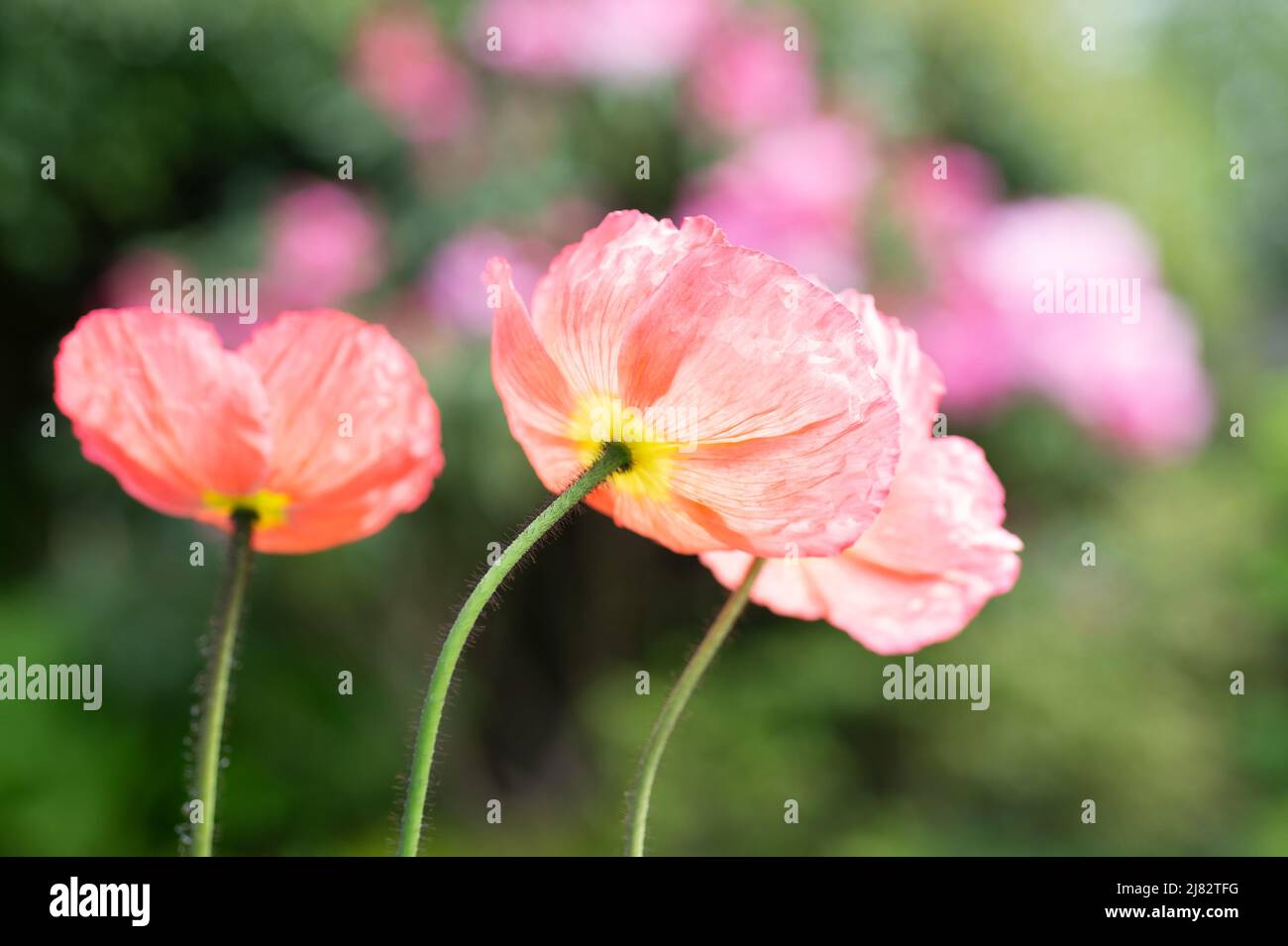 Islanda papavero fiori e giardino rosa fiori sullo sfondo. Fiori di primavera felici. Felice papavero fiori durante la primavera. Foto Stock