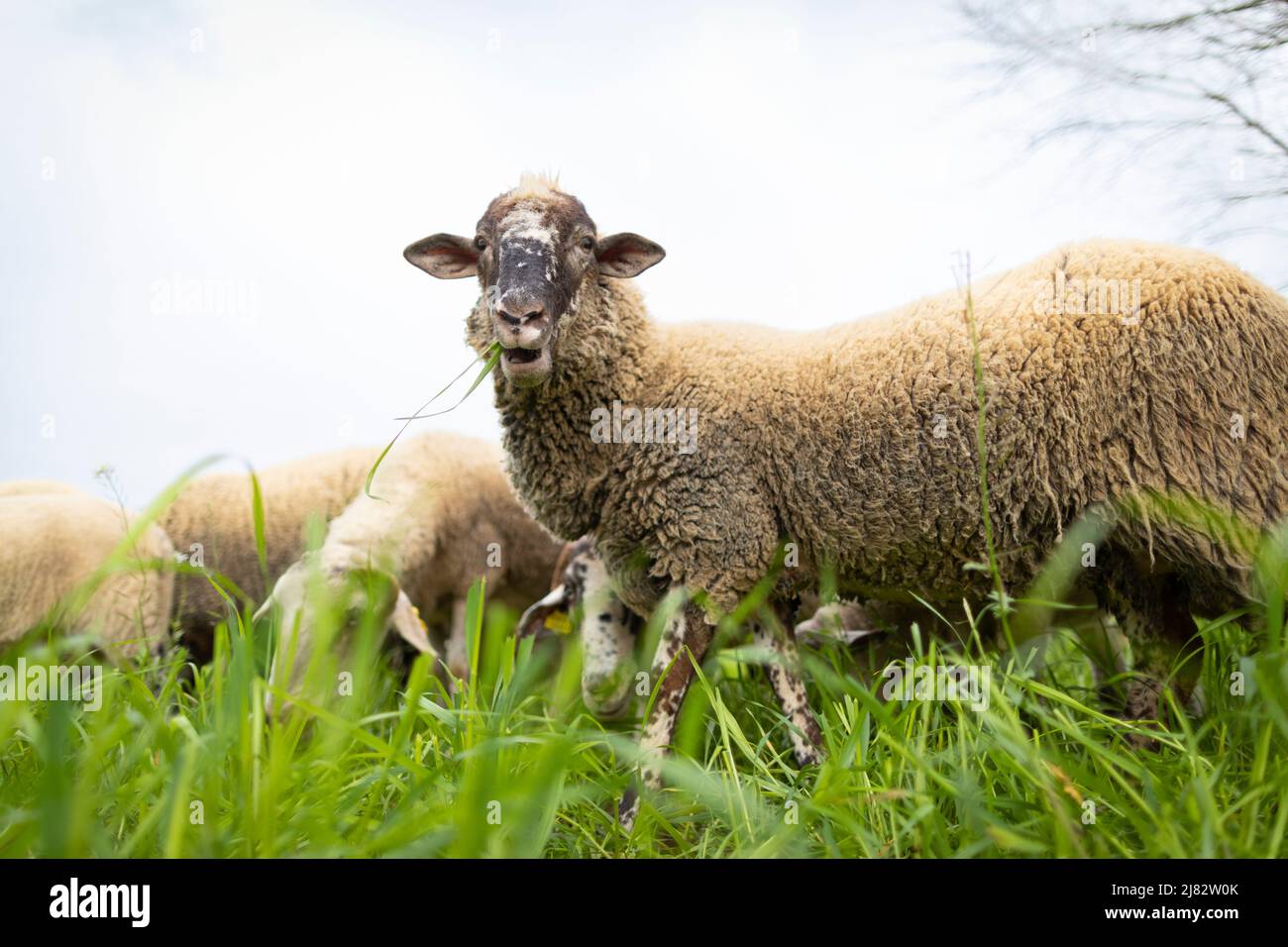 Giovani pecore ripollesa pecora pecora (ovella ripollesa) grizzing su erba verde Foto Stock