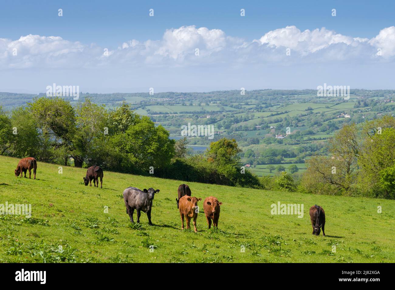 Si è sentito parlare di giovani buoi in un campo nel paesaggio nazionale delle Mendip Hills sopra Compton Martin, Somerset, Inghilterra. Foto Stock