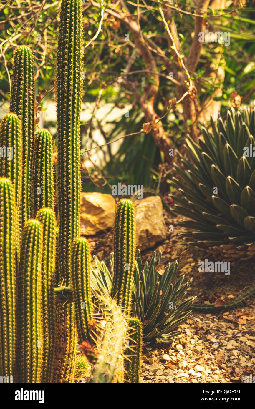 Cactus nel giardino botanico di Padova Foto Stock