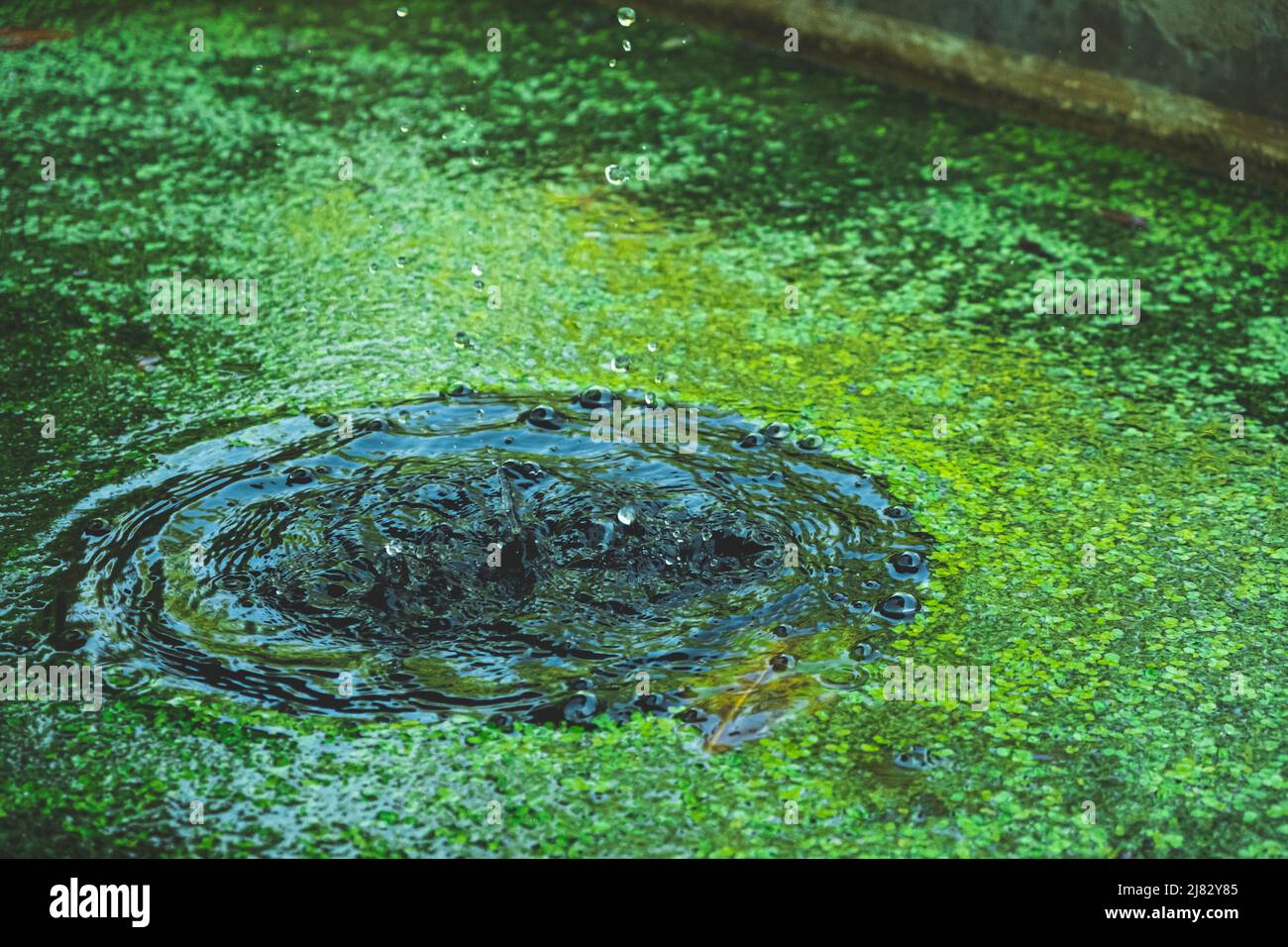 Gocce da una fontana nel giardino botanico di Padova Foto Stock