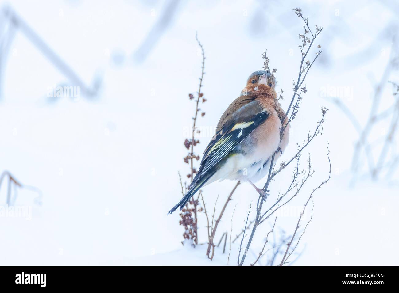 Closeup di un maschio chaffinch, Fringilla coelebs, foraging in neve, bella fredda impostazione invernale Foto Stock