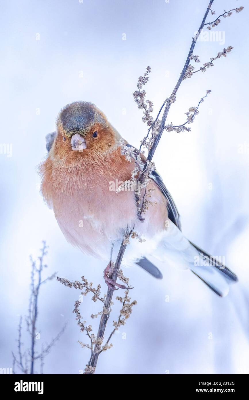 Closeup di un maschio chaffinch, Fringilla coelebs, foraging in neve, bella fredda impostazione invernale Foto Stock