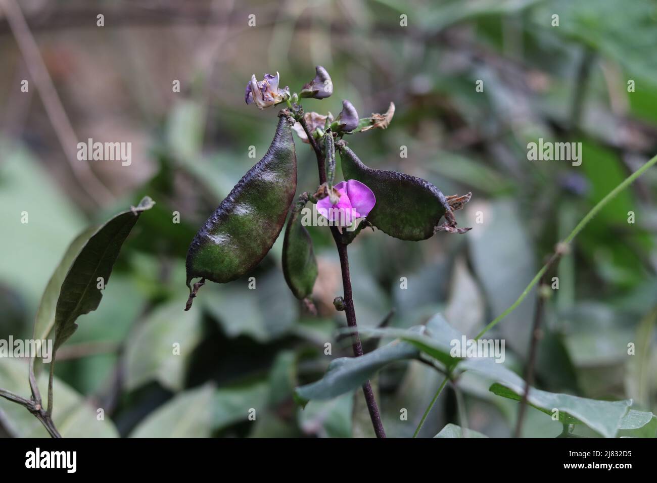 Primo piano su cibo fresco lima fagiolo fiore e verde in giardino, iacinto fagiolo vegetale pianta lima fagiolo rosa fiore nel campo sullo sfondo. Foto Stock