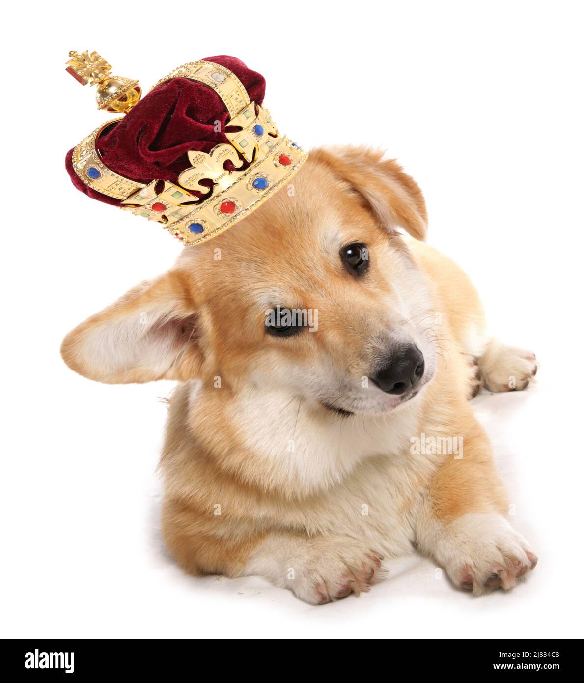 Cane Corgi che indossa una corona per la celebrazione del giubileo reale ritagliato su sfondo bianco Foto Stock