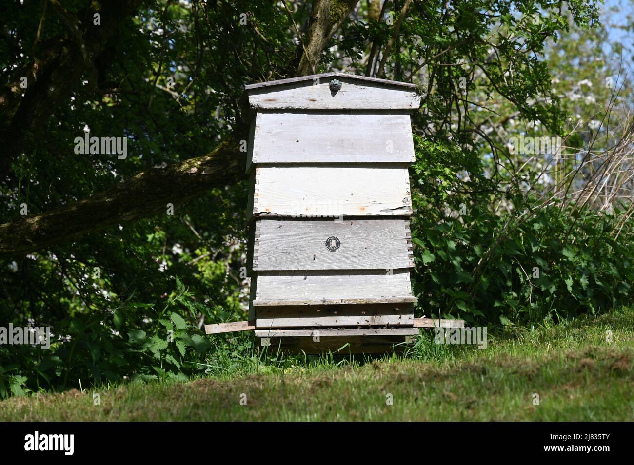 Alveare (apiary) in un giardino nella città di Oxfordshire di Chipping Norton Foto Stock